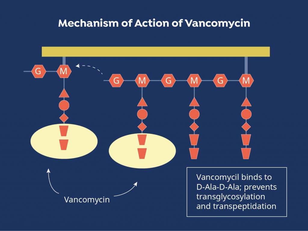 Vancomycin tissue penetration