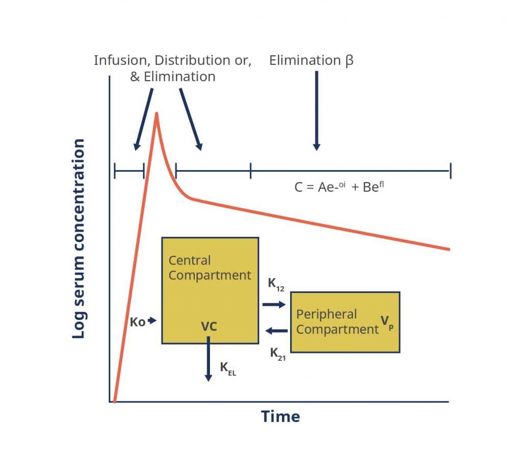 Vancomycin two compartment model